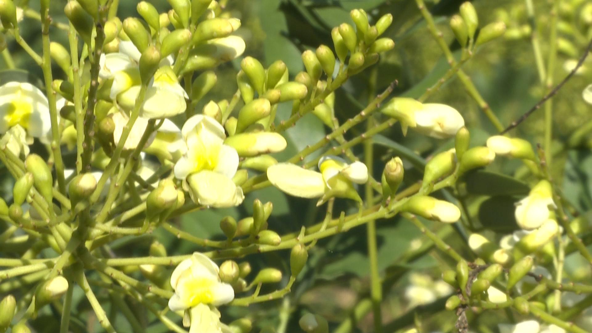 槐米丰收,槐米丰收了