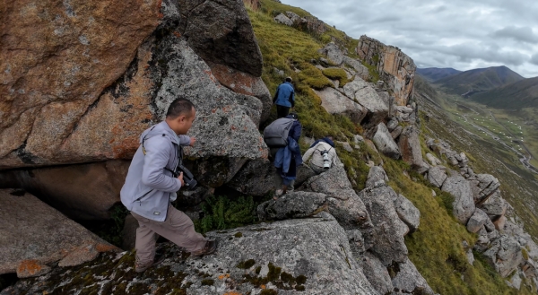 世界雪豹保护日,世界雪豹分布的国家数量