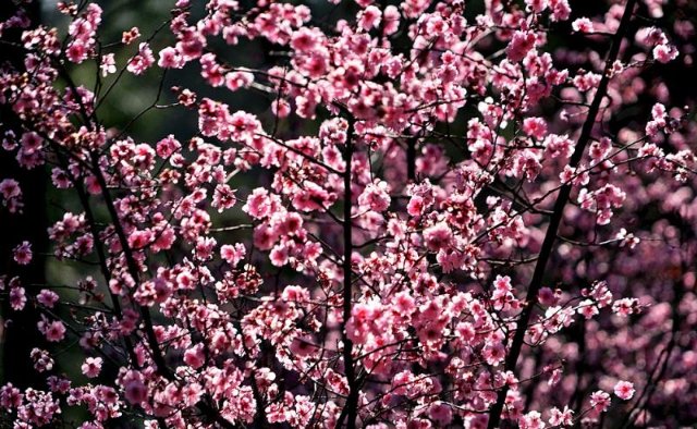 昆明邀你来赏花,邀你来赏花