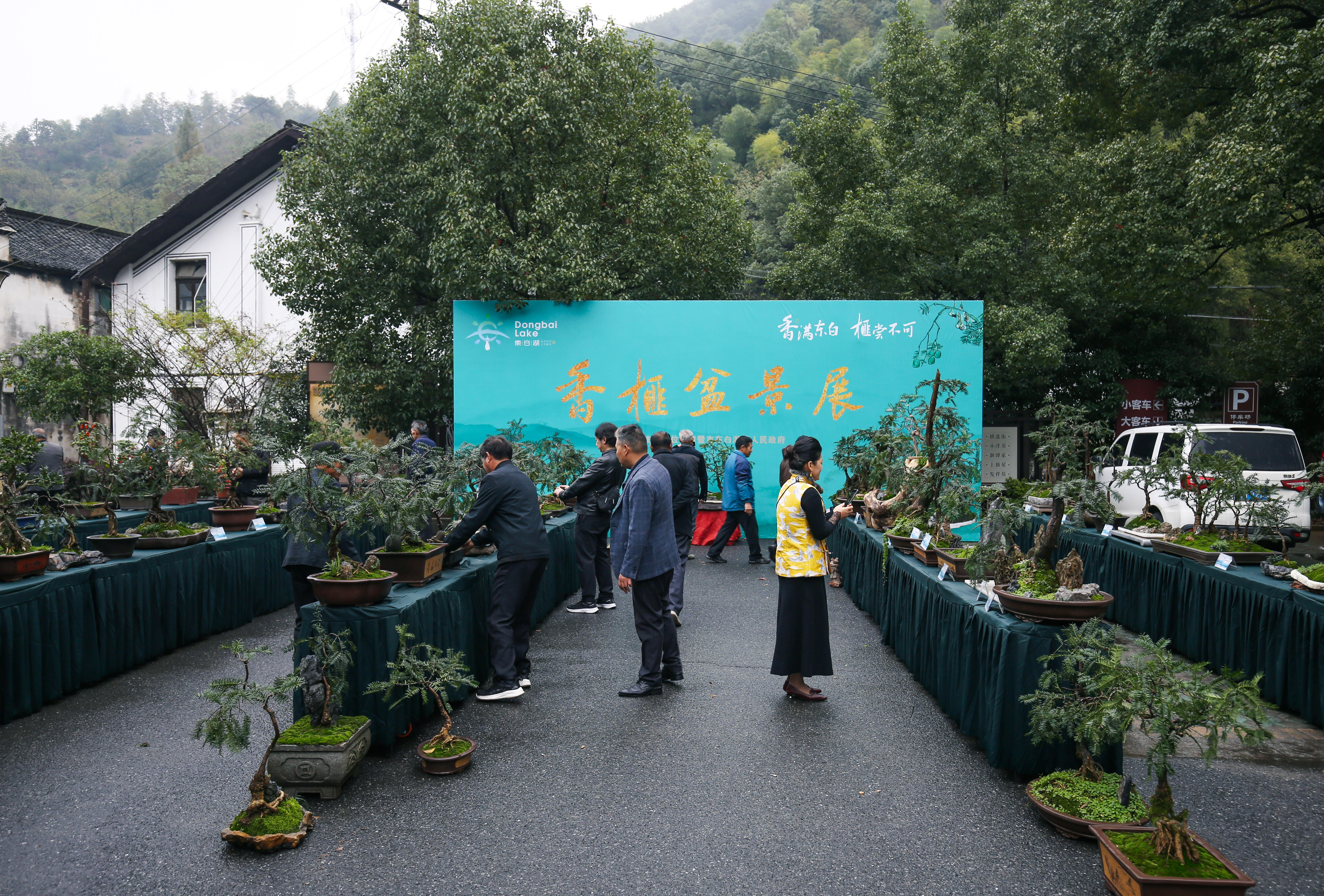 诸暨的香榧子产业,诸暨香榧产业调研亮点