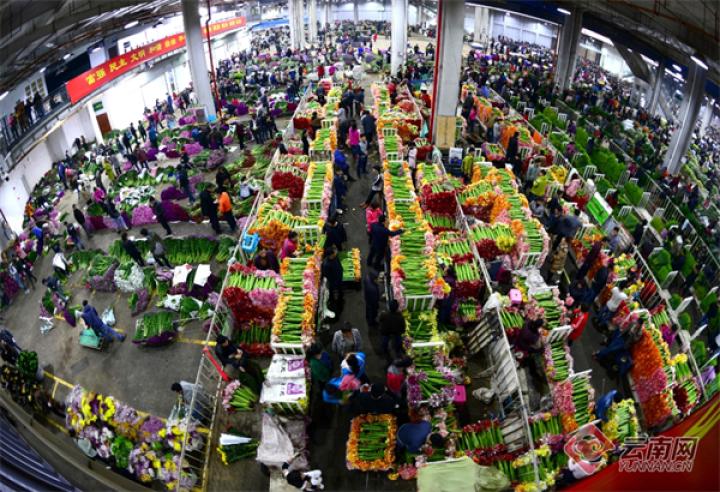 云南农业发展成功,云南农业投资项目有哪些