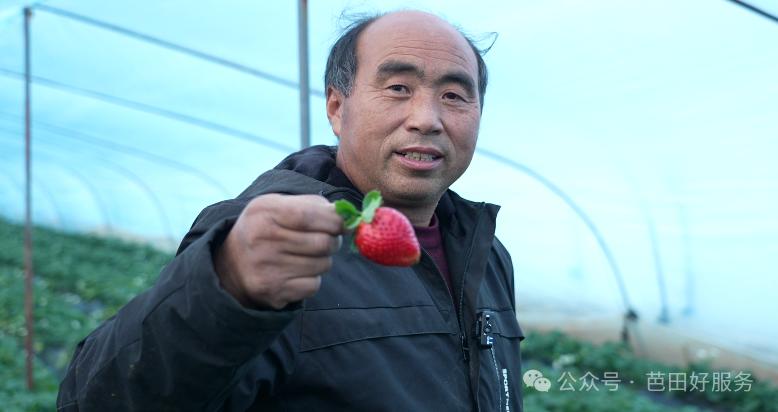 鑺敯鑽夎帗,鑽夎帗鐢ㄨ姯鐢版按婧惰偉鏁堟灉濡備綍