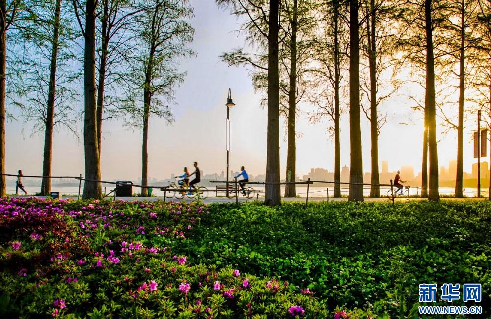 武汉园林绿化发展建议,聚焦质量提升推进高质量发展