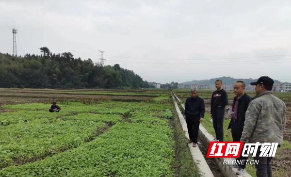 千亩油菜大户丰收景象,城步周边油菜花哪里的漂亮