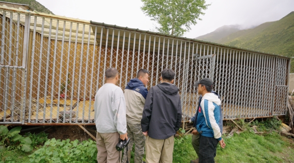 世界雪豹日宣传片,世界雪豹