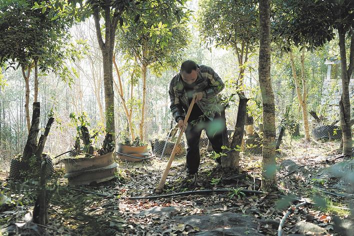 26岁时左腿意外落下残疾坚强求生找对自己的人生路“跛行侠”千米高山上开辟万花园