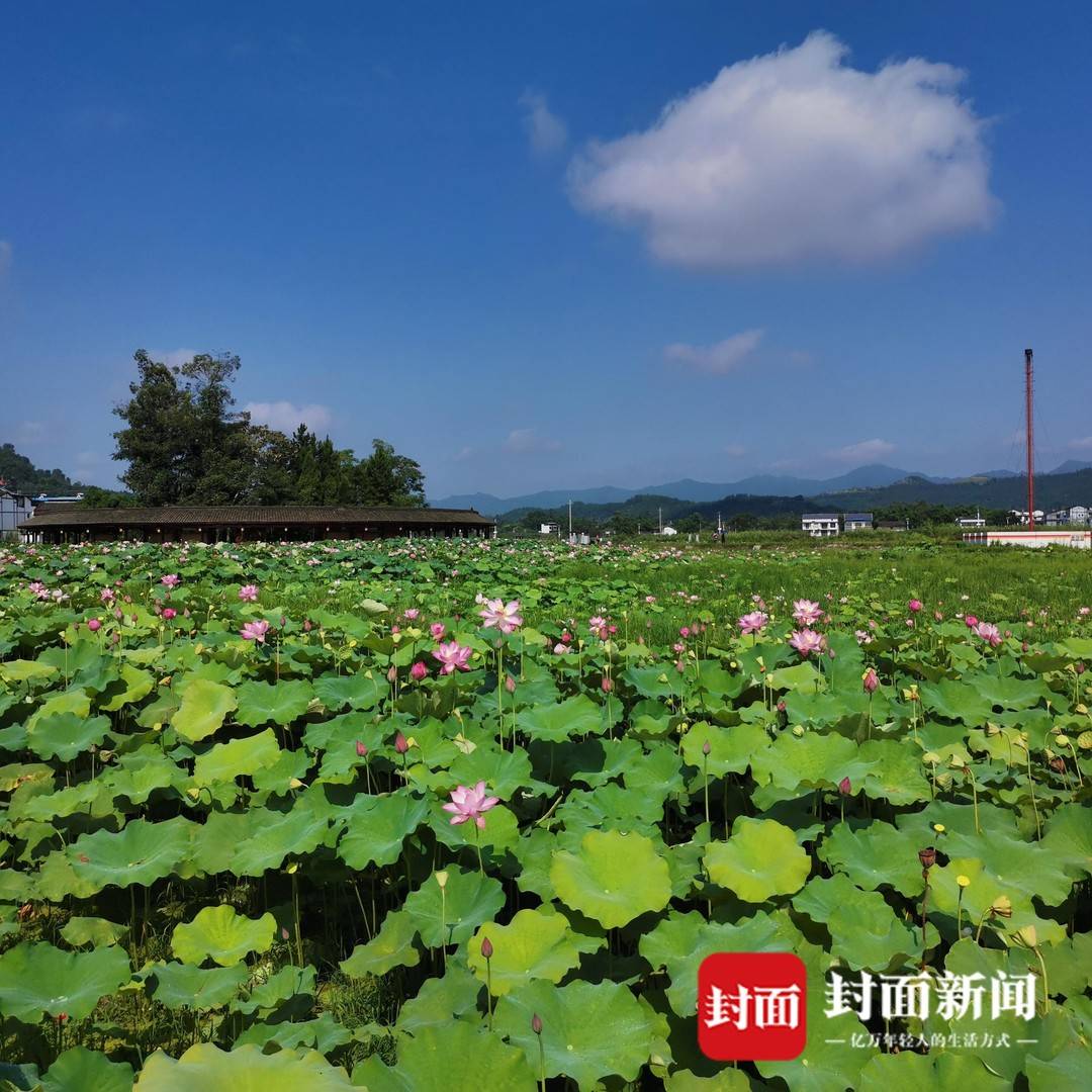 “开江实践”是一种怎样的实践？开江县委书记现场解答