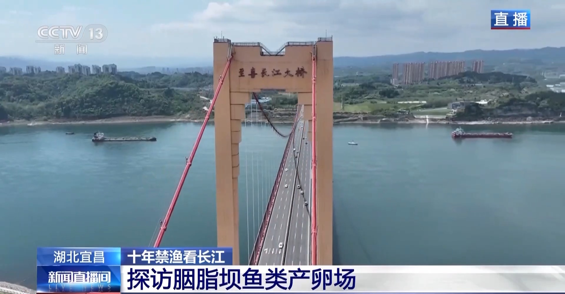 长江禁渔鱼类数据变化,长江禁渔三年多鱼儿们过得怎么样