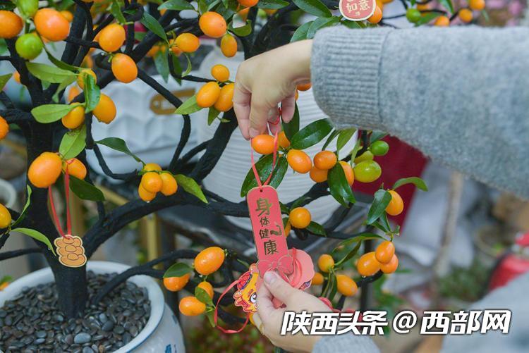 年宵花市场回暖,年宵花走俏的寓意