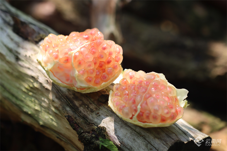 云南蒙自甜绿籽石榴树苗,云南蒙自基地甜石榴