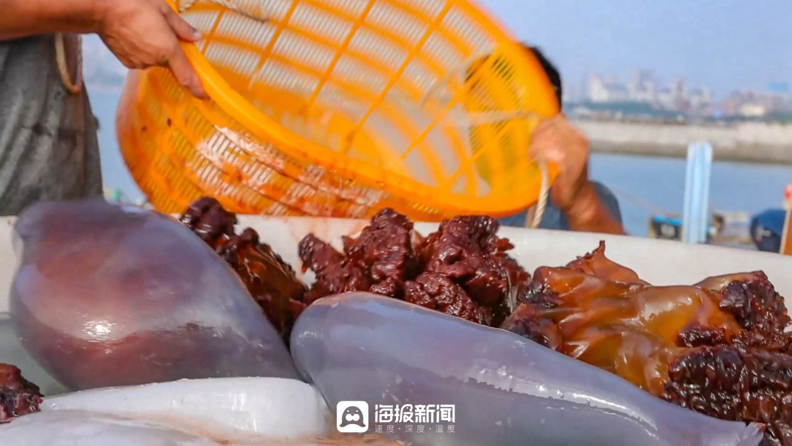 日照小海虾批发,日照小开海