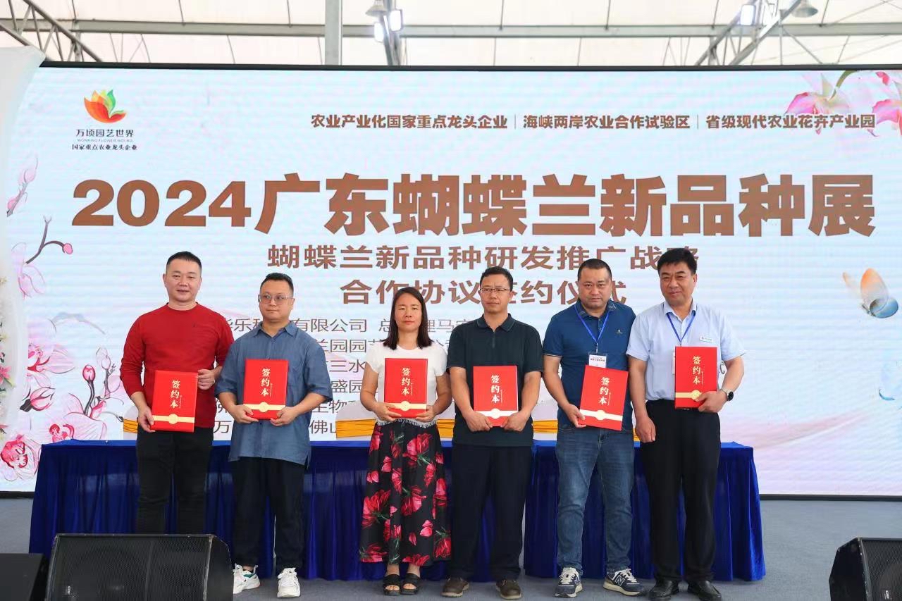 蝴蝶兰佛山展览,2024广州蝴蝶兰新品种展览会大吗