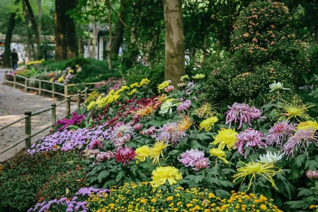 上海菊花展进最佳观赏期,上海菊花展在哪个公园